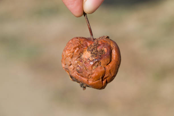 istock Rotten apple. Defeat apples. Spoiled 1216634924