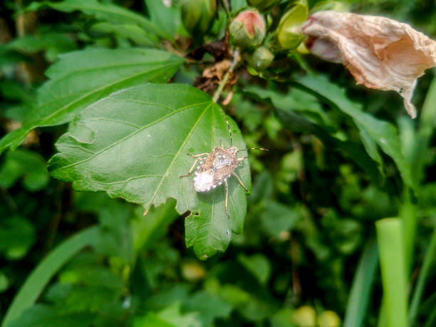 istock bug on a leaf of a plant. Smelly bug of gray-brown color. 1216635031