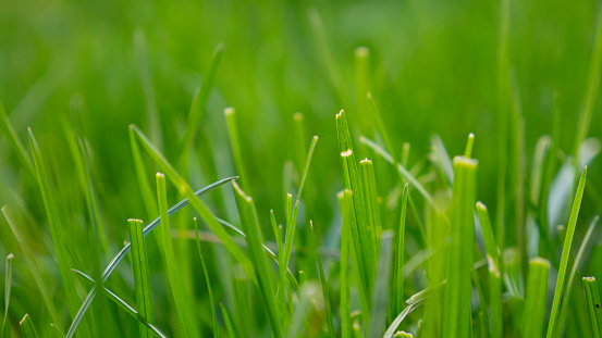 Clipped green grass close up.