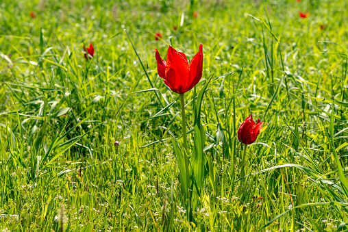 Mus City / Turkey. Mus Valley and Tulip Fields.