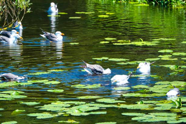 Group ofeuropean herring gull on heligoland - island Dune - cleaning feather in sweet water pond - Larus argentatus