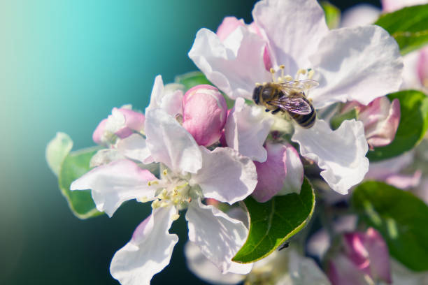 istock Beautiful apple tree blossom with a bee in spring season 1216641766