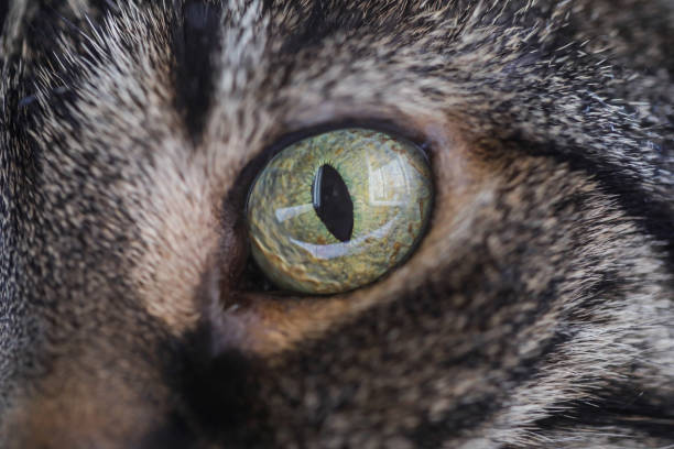 fermez-vous vers le haut de l’image avec l’oeil d’un chat gris européen femelle de poil court. - animal retina photos et images de collection
