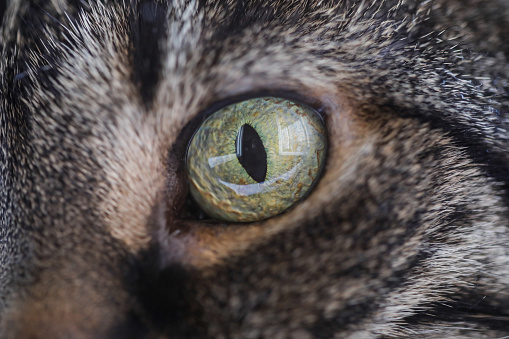 Close up image with the eye of a female European shorthair grey cat.