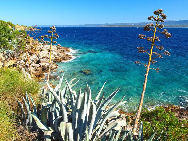 Paradise coastline with blooming agave stock photo