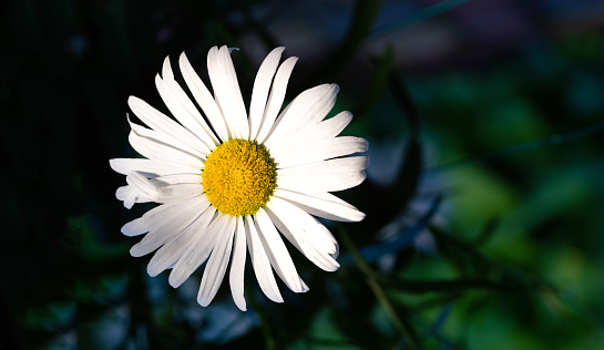 The beautiful daisy on a naturally dark background. Selective focus.