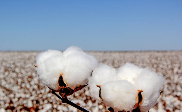 Cotton Plumes Cotton Plumes cotton ball stock pictures, royalty-free photos & images