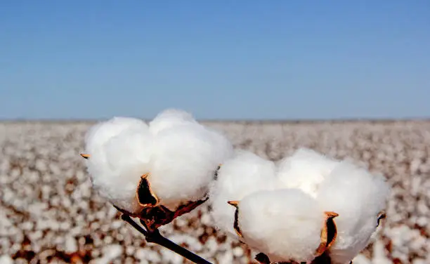 Cotton Plumes