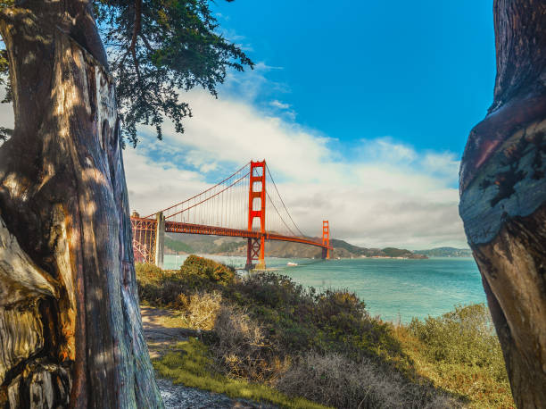 ponte golden gate di fama mondiale con tronchi d'albero in primo piano - golden gate bridge bridge san francisco county summer foto e immagini stock