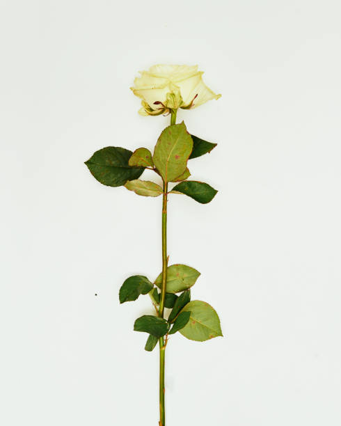 istock flowers against a white background 1216648638
