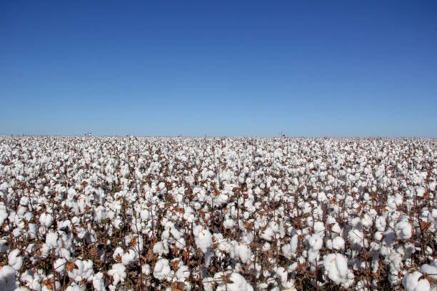 campo de algodão pronto para colheita - cotton field agriculture plant - fotografias e filmes do acervo