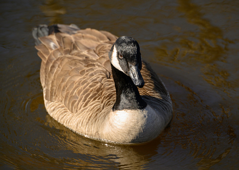Canadian Goose at Lakeland County Park in Islandia NY.  Islandia is in Suffolk County on Long Island, NY.