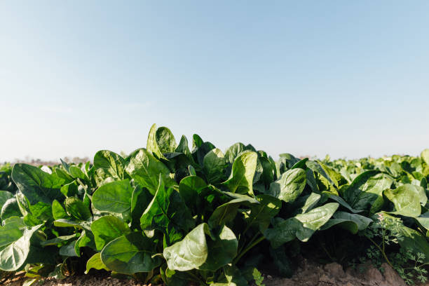Organic Spinach stock photo