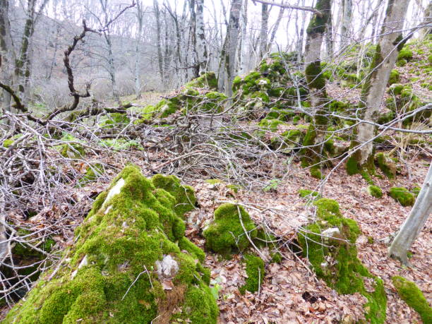 Stones covered with moss in the autumn forest.