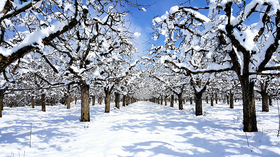 apple orchard covered with snow