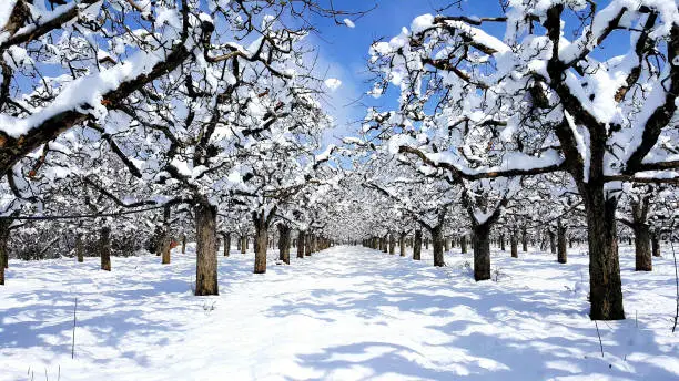 Photo of apple orchard covered with snow,