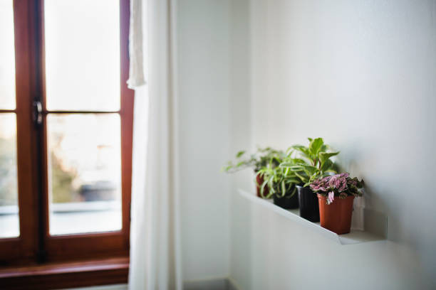 istock Houseplants on a shelf 1216655223