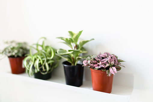 plant, botany, decoration, domestic room