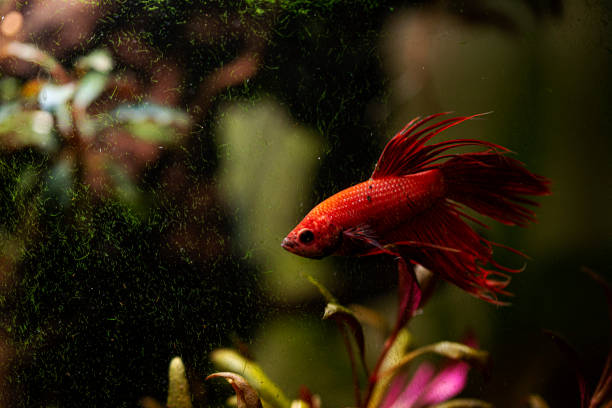 istock Betta splendens - Siamese fighting fish in aquarium 1216655402