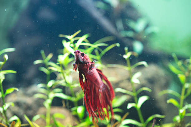 istock Betta splendens - Siamese fighting fish in aquarium 1216655403