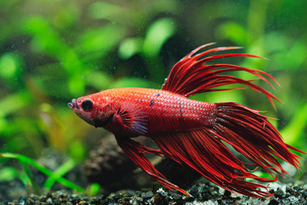 istock Betta splendens - Siamese fighting fish in aquarium 1216655409