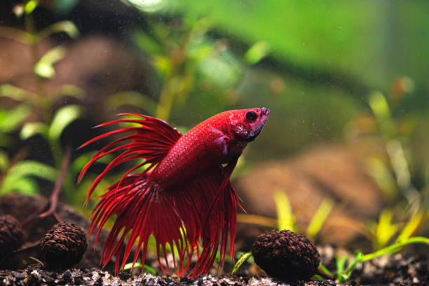 istock Betta splendens - Siamese fighting fish in aquarium 1216655414
