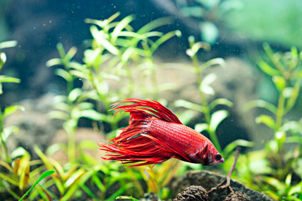 istock Betta splendens - Siamese fighting fish in aquarium 1216655415