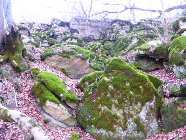istock Stones covered with moss in the autumn forest. 1216656326