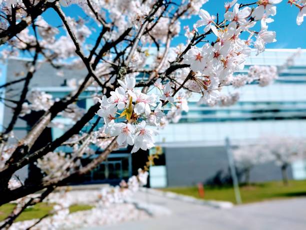 cerejeiras no campus - blossom cherry blossom tree white - fotografias e filmes do acervo
