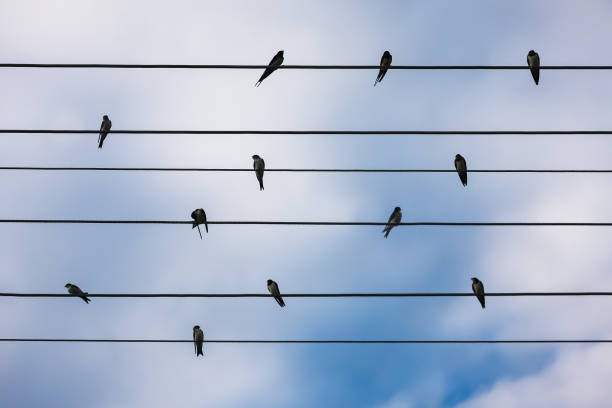 istock A group of sparrows gathers on power lines 1216657689