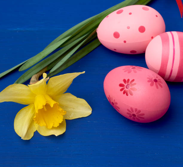 istock yellow blooming daffodil and easter pink eggs on blue wooden background 1216659090