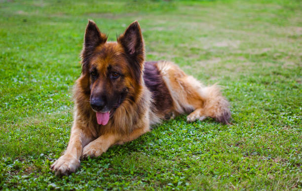 istock Cheerful dog playing outdoors on green grass in summer 1216659111