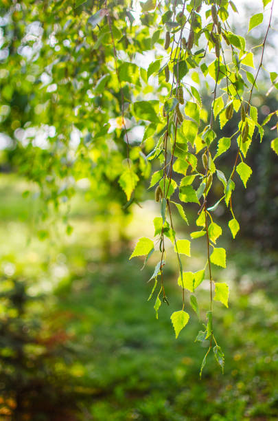istock Abstraction growing green leaves on a light background outdoors 1216660055