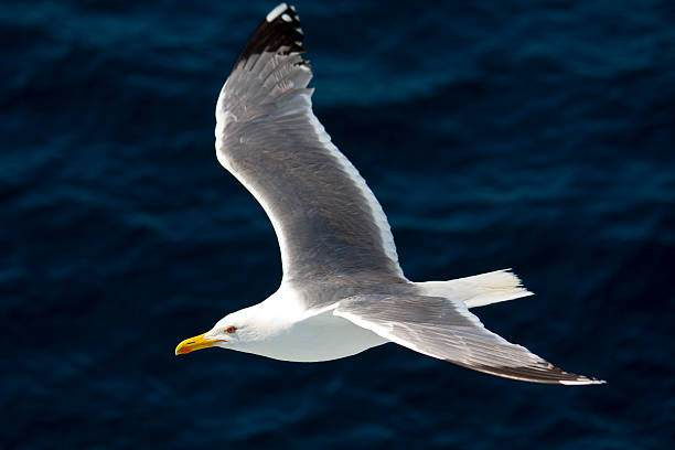 istock Seagull flying above the Aegean sea in Greece 121666009