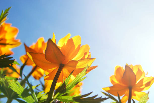 istock Orange globe flowers in blue sunny sky. 1216660478