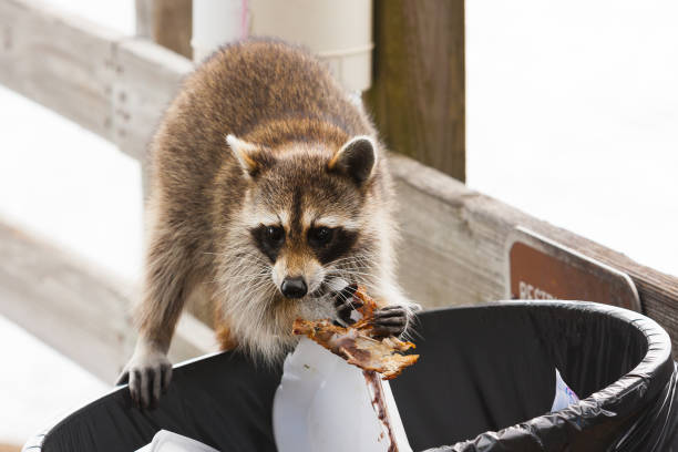 Raccoon looking for food in trash can.