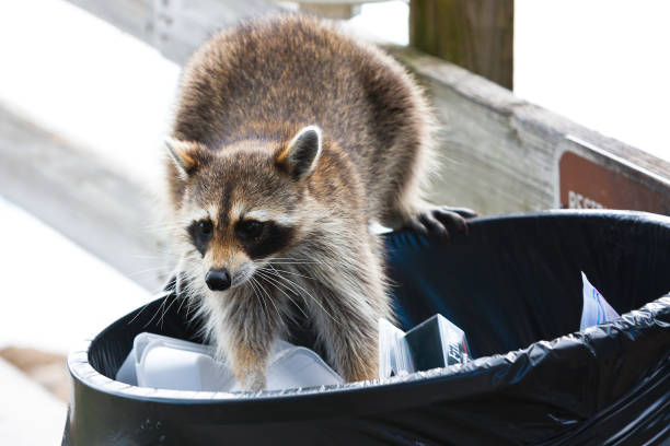 istock Raccoon looking for food in trash can 1216661106