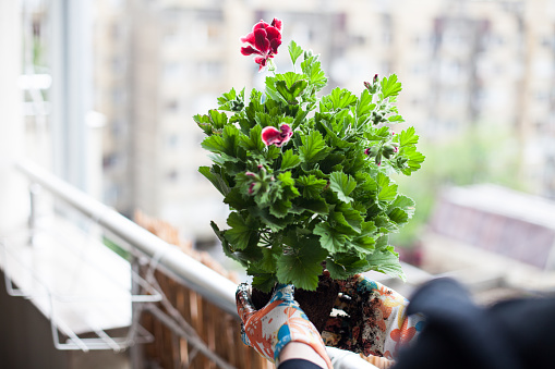 Unrecognisable woman planting geranium on the balcony