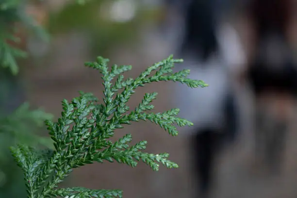 Photo of The leaves of the tree with the Latin name thujopsis closet. In the background, people are walking in the park.