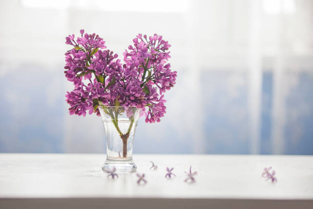 lilac flowers twig in glass on white table