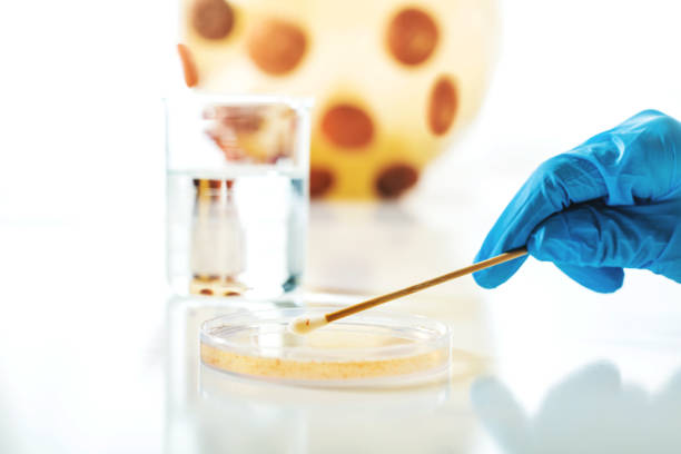 Working With Petrie Dishes and Solutions Scientific Clinical Lab Research for an Infectious Disease Cure Image Series with Corona Virus Model in the Background (Shot with Canon 5DS 50.6mp photos professionally retouched - Lightroom / Photoshop - original size 5792 x 8688 downsampled as needed for clarity and select focus used for dramatic effect)