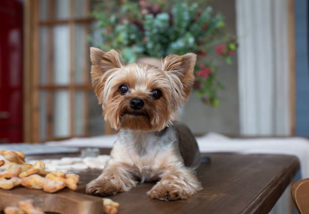 istock Yorkshire terrier lying on the table with dog goodies 1216662351
