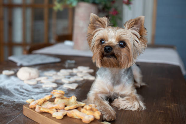 istock Yorkshire terrier lying on the table with dog goodies 1216662378