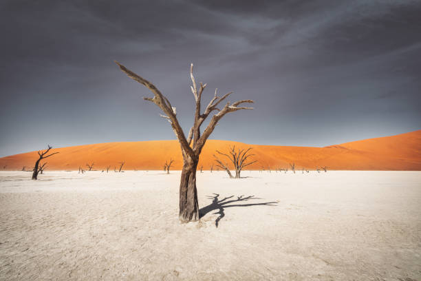 Dead Vlei Namib Desert Dry Dead Trees Namibia Dead Vlei Namib Desert. Dark dead old camelthorn trees in dry desert salt pan landscape. Scenic desert landscape. Edited, Toned. Sossusvlei, Dead Vlei, Namib Desert, Namibia, Africa. namib sand sea stock pictures, royalty-free photos & images