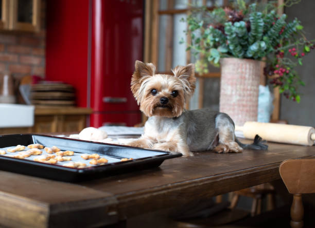 istock Yorkshire terrier lying on the table with dog goodies 1216662479