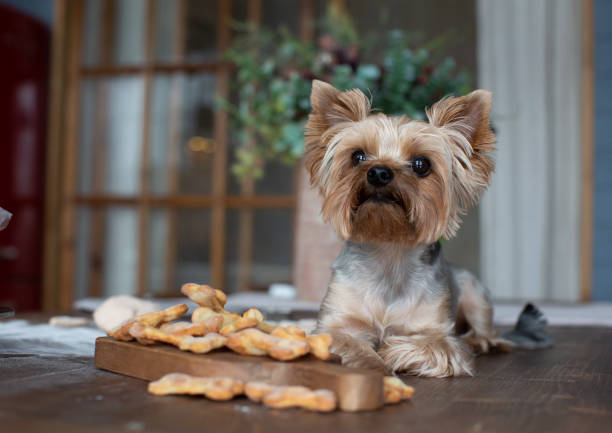 istock Yorkshire terrier lying on the table with dog goodies 1216662569