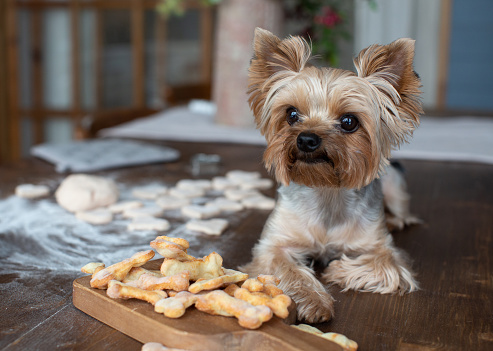 Yorkshire terrier lying on the table with dog goodies
