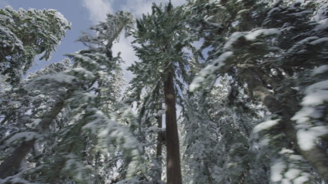 Mount Rainier Snowy Trees Straight Road