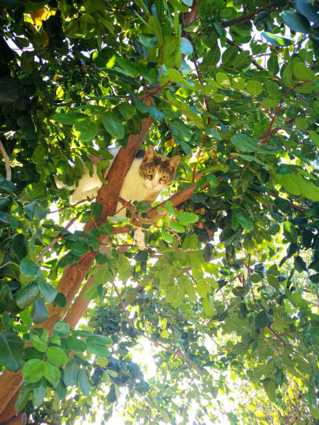 istock Beautiful Kitty on the garden 1216662863