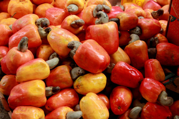 santo antonio de jesus, bahia / brazil - november 20, 2007: cashew harvest in the city of Santo Antonio de Jesus.\